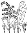 Solidago fistulosa (drawing)