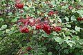 Viburnum opulus (fruit)