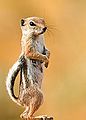 Ammospermophilus leucurus White-tailed Antelope Squirrel