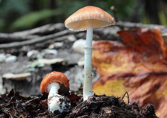 "2012-09-08_Leucoagaricus_rubrotinctus_(Peck)_Singer_260223.jpg" by User:Ak ccm