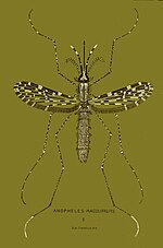 Thumbnail for File:Anopheles maculipalpis.jpg