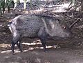 Collared Peccary (Pecari tajacu)