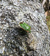 Chlorochroa reuteriana 2601.jpg