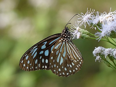 Tirumala septentrionis (Dark Blue Tiger)