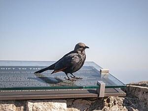 Red-winged starlin, Cape Town