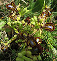 Ophrys speculum Testa dell'Acqua, Noto, Sicily