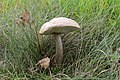 Leccinum scabrum