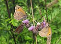 * Nomination Meadow brown (Maniola jurtina) on creeping thistle (Cirsium arvense) --Robert Flogaus-Faust 09:54, 10 September 2022 (UTC) * Promotion  Support Good quality. --F. Riedelio 06:59, 18 September 2022 (UTC)