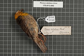 Naturalis Biodiversity Center - RMNH.AVES.151306 1 - Ploceus sakalava minor (Delacour & Berlioz, 1931) - Ploceidae - bird skin specimen.jpeg