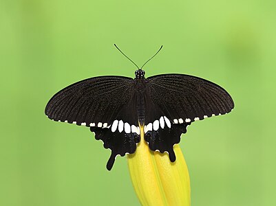 ♂ Papilio polytes (Common Mormon)