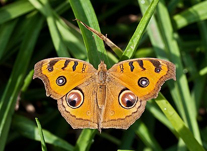 Junonia almana (Peacock Pansy)