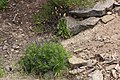 Penstemon fruticosus