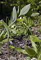 Polygonatum multiflorum × Polygonatum odoratum