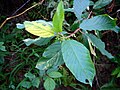 Frangula alnus 'Variegata'