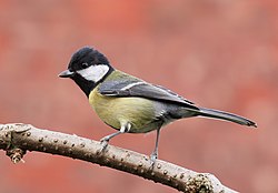 Great tit, Parus major