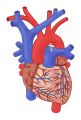 human heart with respective vessels