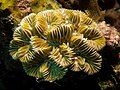 37 Meandrina meandrites (Maze Coral) uploaded by Nhobgood, nominated by Citron