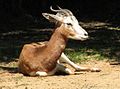 Mhorr Gazelle at theLouisville Zoo