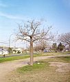 Palo borracho (floss silk tree)