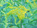 Solidago graminifolia