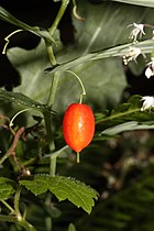 Streptopus amplexifolius