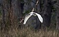 * Nomination A great egret in flight with it excreting in mid air in kumal lake chitwan Natonal Park Nepal. By User:Prasan Shrestha --Nirmal Dulal 05:22, 25 July 2021 (UTC) * Promotion  Support Good quality. --Zinnmann 10:53, 25 July 2021 (UTC)