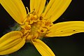 Arnica cordifolia