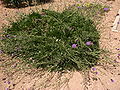 cultivated specimen at Golden Bay Bus Station