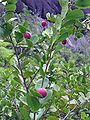 Chrysobalanus icaco - Cocoplum fruit