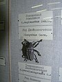 Русский: Зоологический музей в Санкт-Петербурге. Тонкополосый двойнокоготник