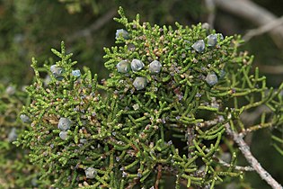 Juniperus californica