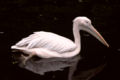 Eastern white pelican