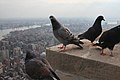 Rock Dove