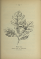 Quercus robur plate 143 in: Wayside and woodland blossoms, 1895