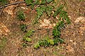 Young plants, Beskid Sądecki, Poland