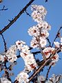 Detail of apricot flowers