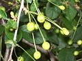 Immature fruit