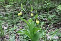 Cypripedium calceolus