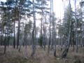 Birch with Pine in the Krausnicker Berge in Brandenburg, Germany