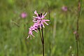 Lychnis flos-cuculi