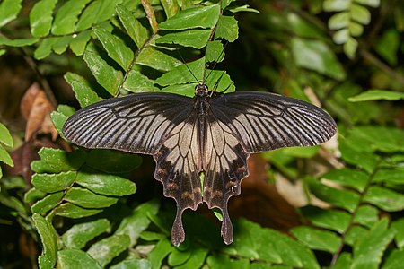 Pachliopta pandiyana (Malabar Rose)