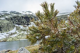 Peñalara (Madrid) - panoramio (15).jpg