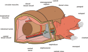 Polychaete anatomy (svg)