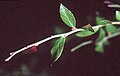 Vaccinium elliottii (Elliott's Blueberry)