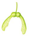 Acer pseudoplatanus seed illustration