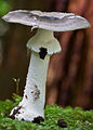 Amanita luteofusca