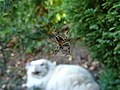 A Araneus diadematus (European garden spider) in an orb web. Was found in a garden in Liss, Hampshire, England. A Felis catus (domestic cat) is also shown in the background.