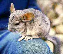 Español: Chinchilla Cola Larga English: Long Tailed Chinchilla