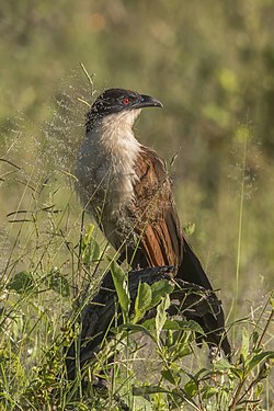 "Coppery-tailed_coucal_(Centropus_cupreicaudus).jpg" by User:Charlesjsharp