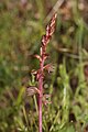 Corallorhiza striata